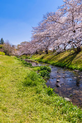 桜咲く根川緑道 青空と川のせせらぎ