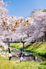 桜咲く根川緑道の風景