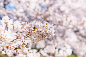 Fototapeta premium 満開に咲く根川緑道の桜
