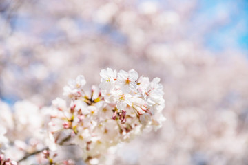 満開に咲く根川緑道の桜