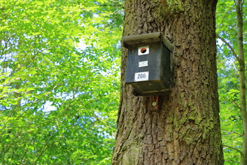birdhouse in the autumn forest