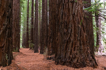 Obraz premium redwood tree in the forest