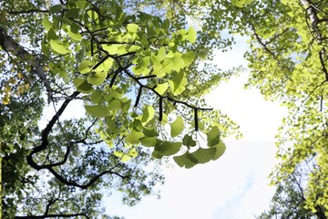 緑のイチョウ