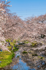 桜咲く根川緑道の風景