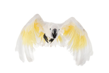 White cockatoo in studio