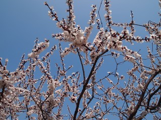 空と杏の花