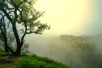 Tourists wear green rain jackets, walk in the foggy rainforest.