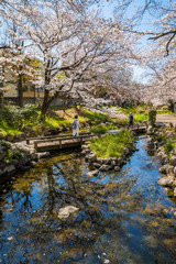 Fototapeta na wymiar 桜咲く根川緑道の風景