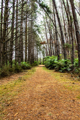 wood path in the forest