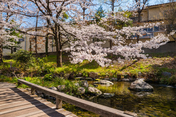 桜咲く根川緑道の風景