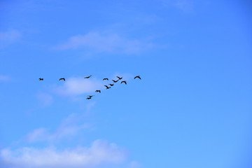 Fototapeta premium Flock of birds flying in V-formation