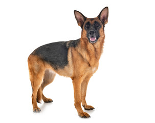 german shepherd in studio