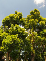 夏の楠と青空