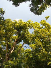 Obraz premium 夏の公園の楠と青空