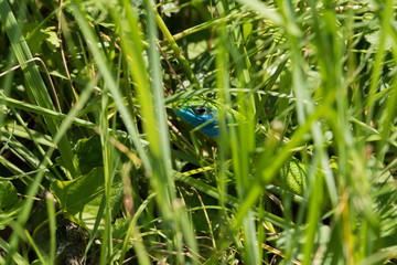 Scheue Smaragdeidechse ganz nah