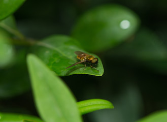 Schwebfliege auf einem Blatt © nounours1