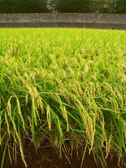 真夏の田圃とブロック塀と生垣風景