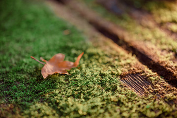 Fallen leaf on a wooden table with moss in sunlight close-up. Natural texture.