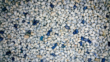 A lot of Chia seed background. Food background. Gastronomy concept, organic food. Macro-Chia seeds