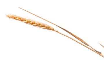 Ear of barley on white background