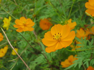 beautiful flowers from mother nature