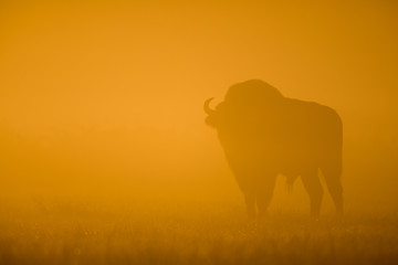 European bison - Bison bonasus in the Knyszyn Forest (Poland) © szczepank