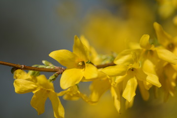 Obraz premium Easter tree (Forsythia) - yellow bush flowering in Spring time. Macro with soft focus and blurred background