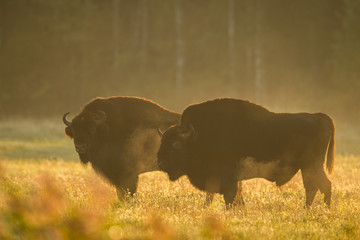 European bison - Bison bonasus in the Knyszyn Forest (Poland) © szczepank