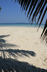 Fototapeta na wymiar Palm tree on the beach