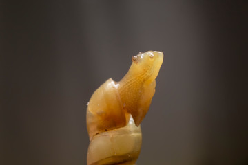 Close up of the  small snail on a black background. Side view of the  snail crawl.