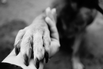 Dog paw takes the woman hand. People support pets. Dog sits and gives his paw owner hand. Best...