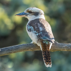 Laughing Kookaburra on branch with bokeh