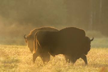 European bison - Bison bonasus in the Knyszyn Forest (Poland) © szczepank