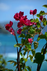 Wild flowers and blue sky