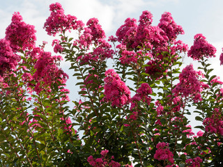 Obraz premium Lagerstroemia indica rose fuchsia - Lilas d'été rose fuchsia. Superbe arbuste ornemental aux panicules florales de coloris varié, rose clair, pourpre ou carmin, feuillage vert foncé.