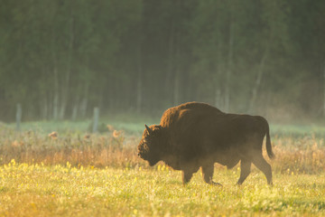 European bison - Bison bonasus in the Knyszyn Forest (Poland) © szczepank