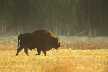 European bison - Bison bonasus in the Knyszyn Forest (Poland) © szczepank