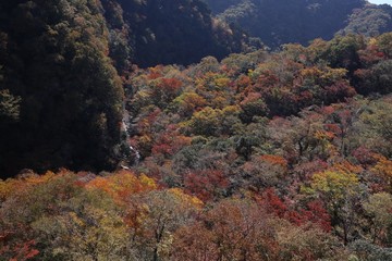 紅葉した山