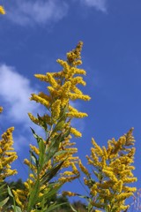 セイタカアワダチソウ