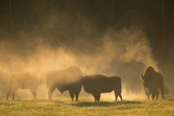 European bison - Bison bonasus in the Knyszyn Forest (Poland) - obrazy, fototapety, plakaty