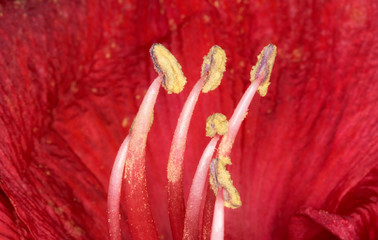 Pistilli con polline