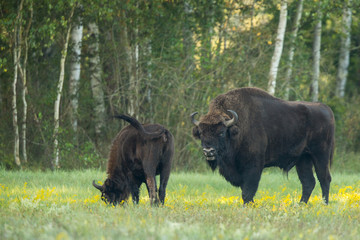 European bison - Bison bonasus in the Knyszyn Forest (Poland) © szczepank