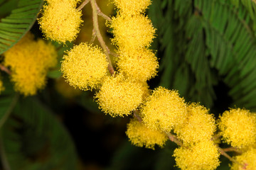 Fiore giallo della mimosa - dettaglio