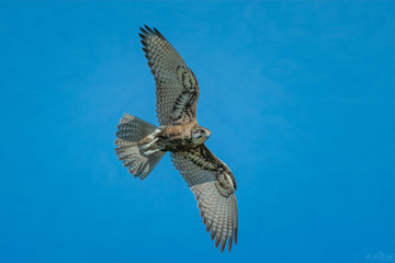 Brown Falcon flying in blue Sky  