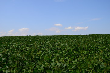 Fototapeta na wymiar green soybeans field at summer day