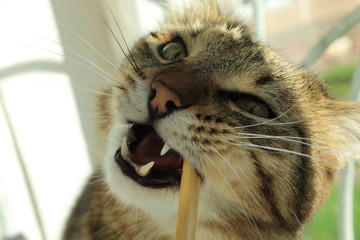 A beautiful cat of togro color nibbles a stick.