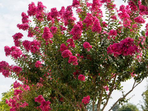 Lagerstroemia indica rose fuchsia | Lilas d'&eacute;t&eacute; rose fuchsia. Superbe arbuste ornemental aux panicules florales de coloris vari&eacute;, rose clair, pourpre ou carmin, feuillage vert fonc&eacute;.