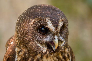 Close up head and shoulders of a Mottled Owl (Ciccaba virgata) Bird of Prey
