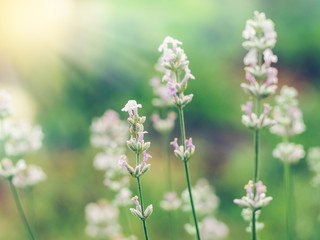 Beautiful white Lavender blooming in green meadow