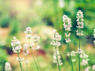 Fototapeta premium Beautiful white Lavender blooming in green meadow